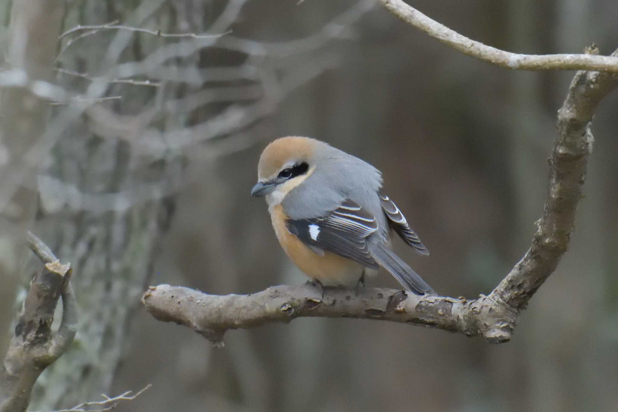 Bull-headed Shrike