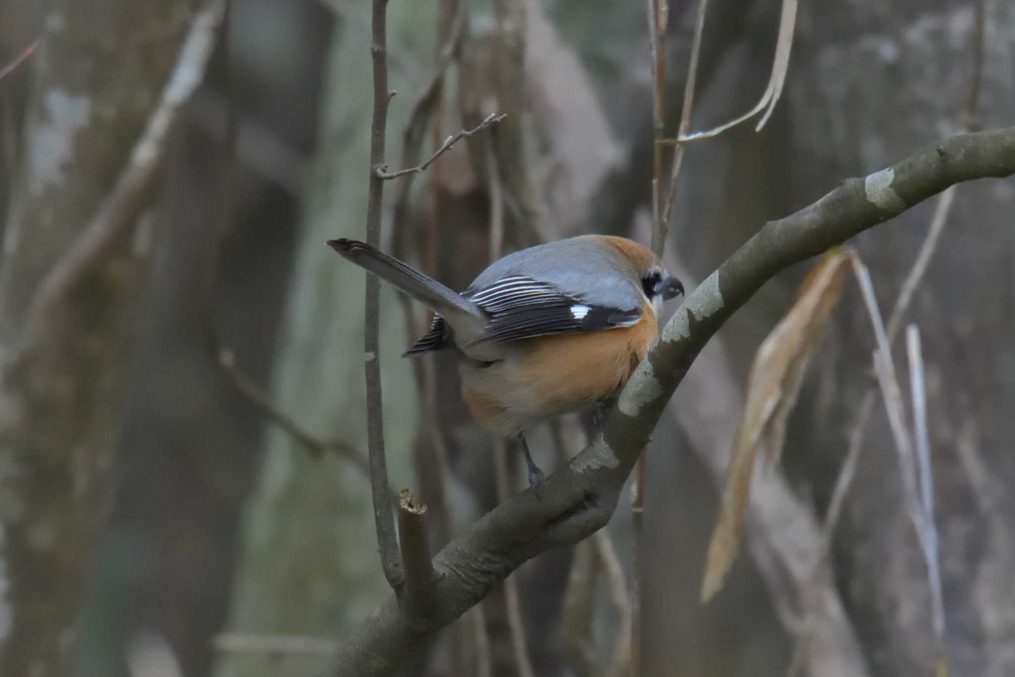 Photo of Bull-headed Shrike at Mie-ken Ueno Forest Park by masatsubo