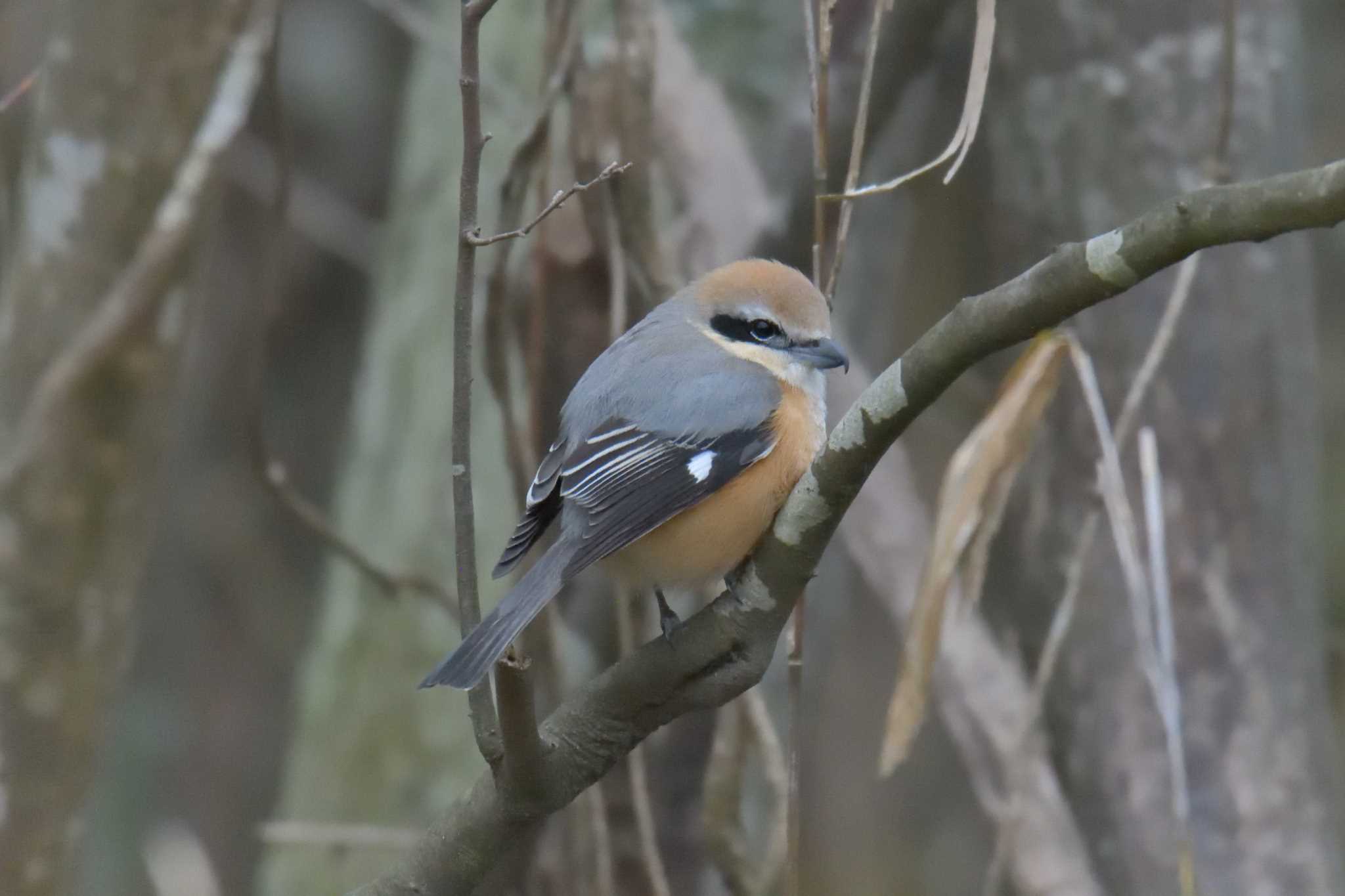 Bull-headed Shrike