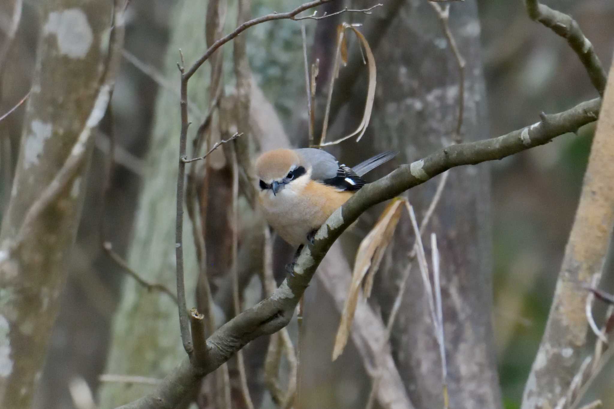 Photo of Bull-headed Shrike at Mie-ken Ueno Forest Park by masatsubo