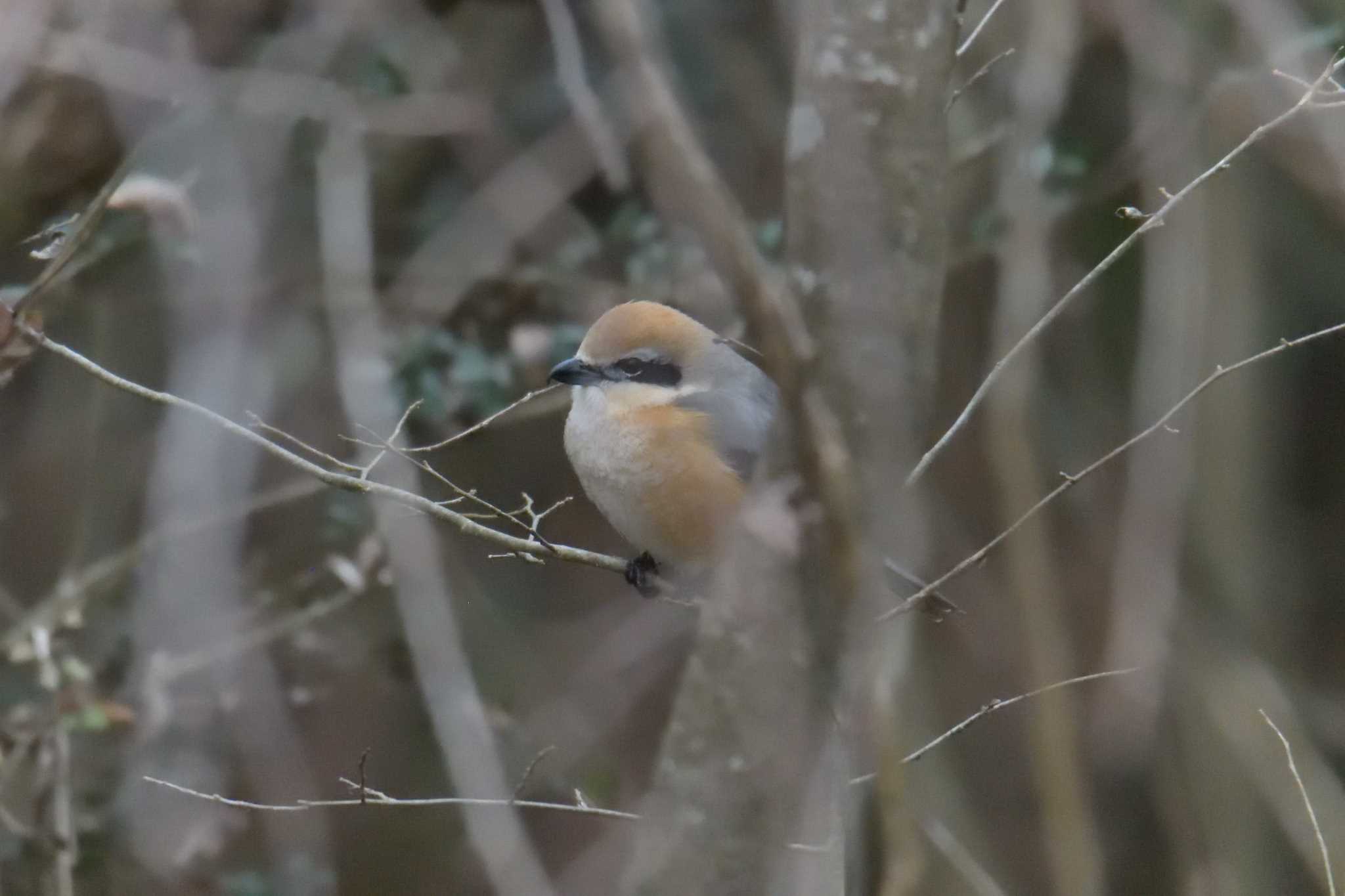 Bull-headed Shrike