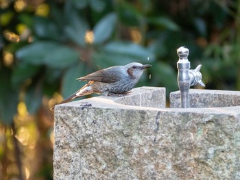 2018年12月27日(木) 葛西臨海公園の野鳥観察記録