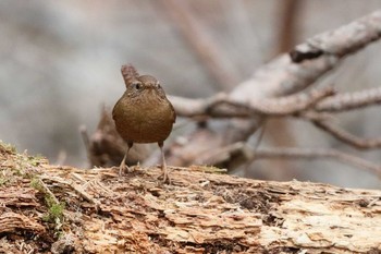 ミソサザイ 小幡緑地公園 2019年2月9日(土)