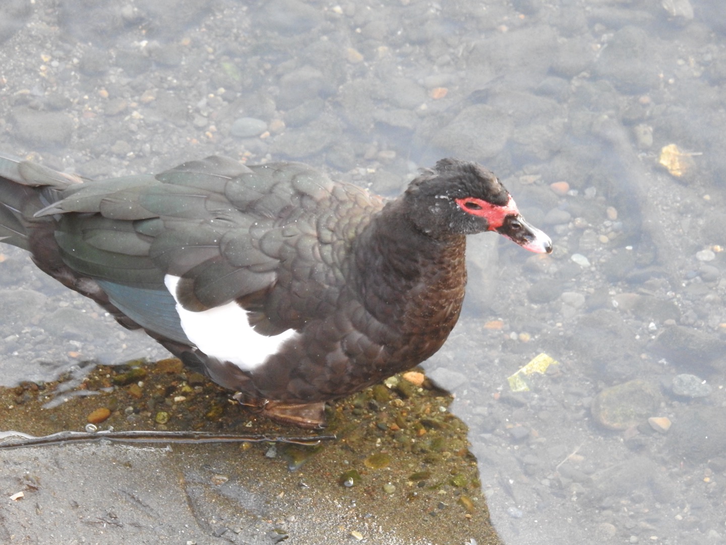 Photo of Muscovy Duck at 界川 by せっしー