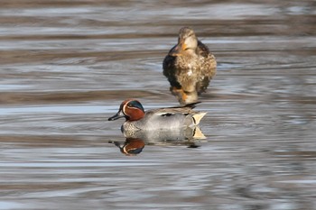 コガモ 昭和記念公園 2019年2月3日(日)