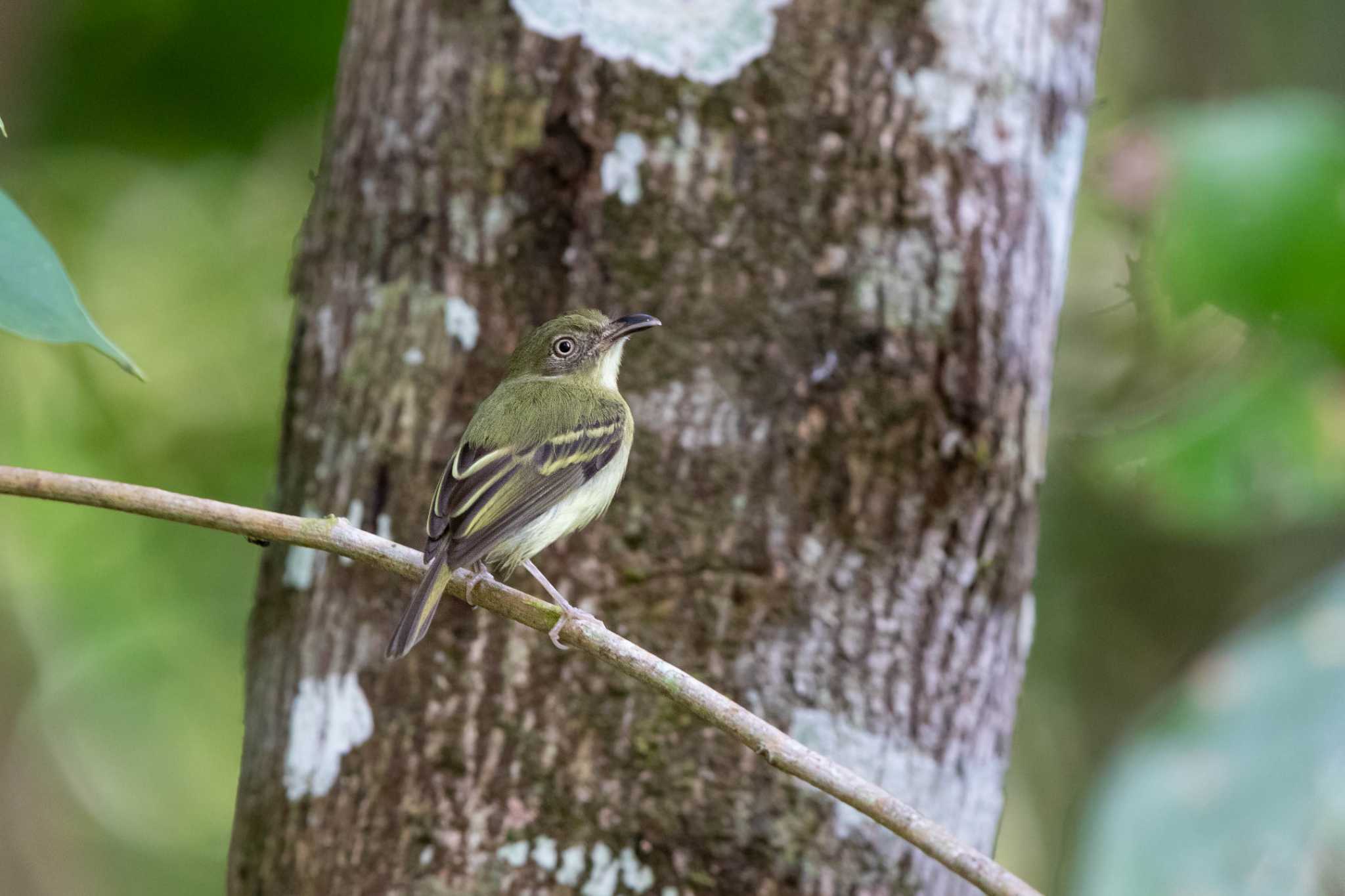 Pipeline Road(Gamboa) ミナミカマハシタイランチョウの写真 by Trio