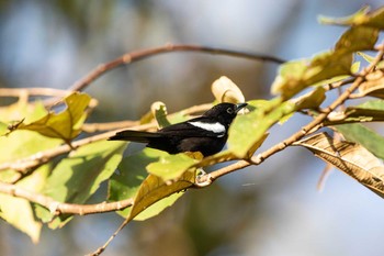 White-shouldered Tanager Pipeline Road(Gamboa) Sat, 1/5/2019