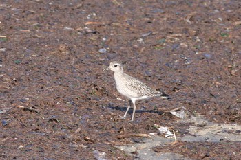 2016年10月15日(土) 五主海岸の野鳥観察記録