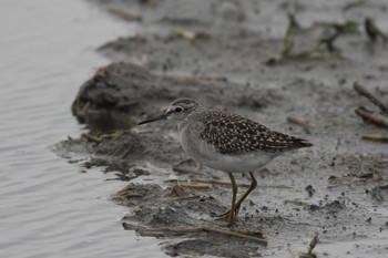 2016年10月9日(日) 五主海岸の野鳥観察記録