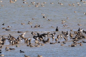 2016年12月17日(土) 五主海岸の野鳥観察記録