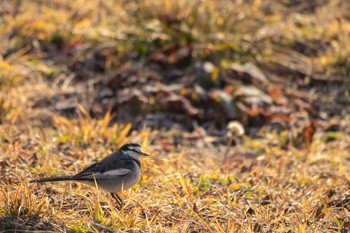 2019年2月10日(日) 北上川河川歴史公園の野鳥観察記録