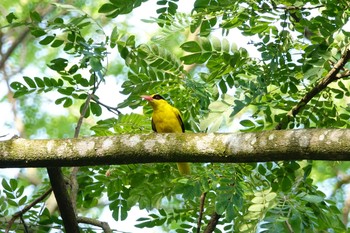 Black-naped Oriole Singapore Botanic Gardens Sun, 1/27/2019