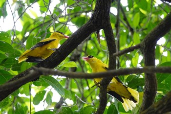 Black-naped Oriole Singapore Botanic Gardens Sun, 1/27/2019