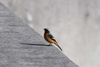 2015年12月19日(土) 五主海岸の野鳥観察記録