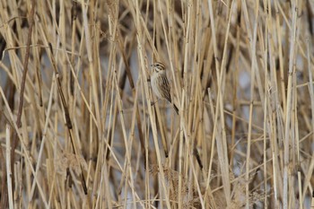 2014年2月10日(月) 葛西臨海公園の野鳥観察記録