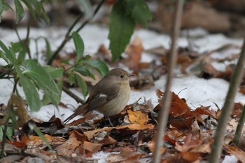 2014年2月11日(火) 井の頭公園の野鳥観察記録