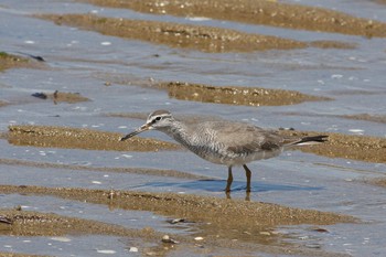 2014年5月17日(土) 五主海岸の野鳥観察記録