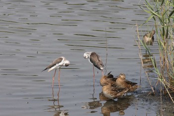 2014年9月6日(土) 五主海岸の野鳥観察記録