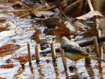 2019年2月10日(日) 四季の森公園(横浜市緑区)の野鳥観察記録