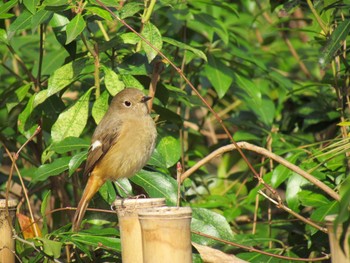 Daurian Redstart 京都御所 Sun, 3/6/2011