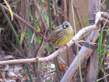 Masked Bunting 京都御所 Sun, 3/6/2011