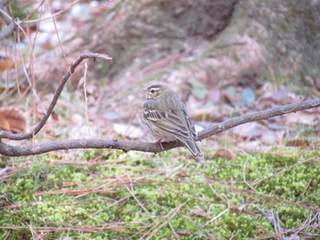 Olive-backed Pipit 京都御所 Sun, 3/6/2011