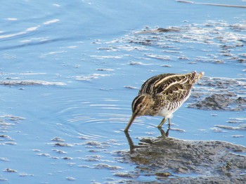 Common Snipe Gonushi Coast Mon, 1/2/2012