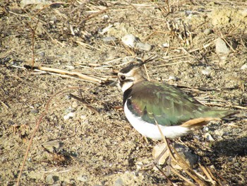 Northern Lapwing Gonushi Coast Mon, 1/2/2012