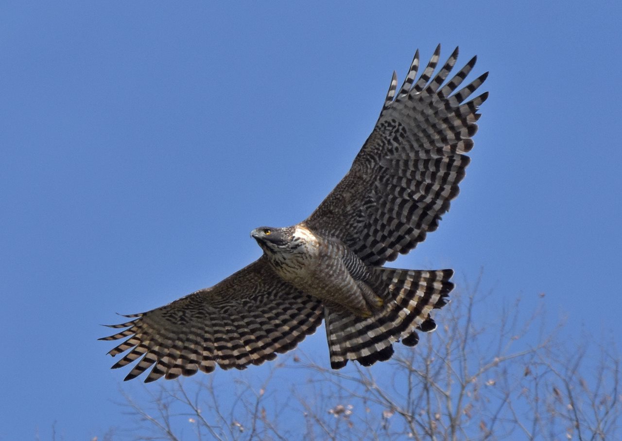 Photo of Mountain Hawk-Eagle at  by くまのみ