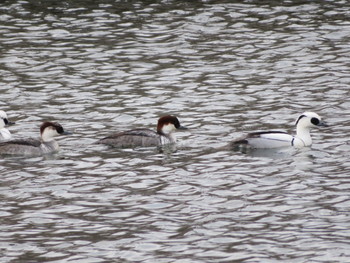 Smew 環水公園 Sun, 1/27/2019