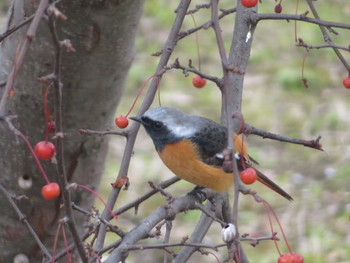 Daurian Redstart Unknown Spots Thu, 2/7/2019