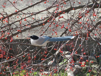 Azure-winged Magpie Unknown Spots Thu, 2/7/2019