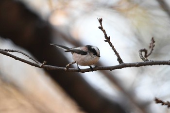 2019年2月10日(日) 多磨霊園の野鳥観察記録