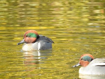 アメリカコガモ 水元公園 2019年2月10日(日)