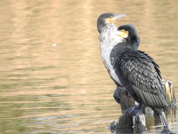 カワウ 水元公園 2019年2月10日(日)