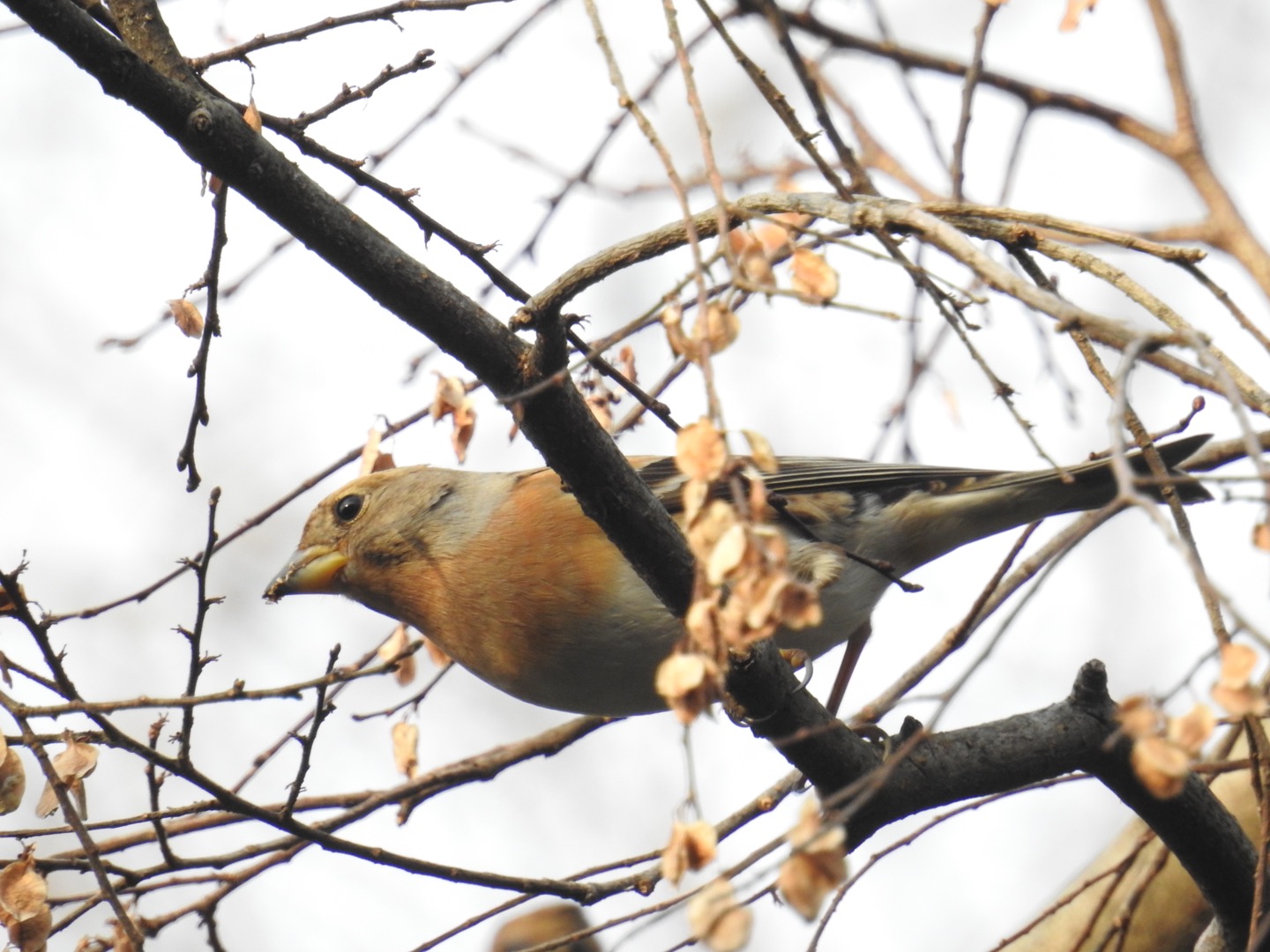 Photo of Brambling at Mizumoto Park by せっしー