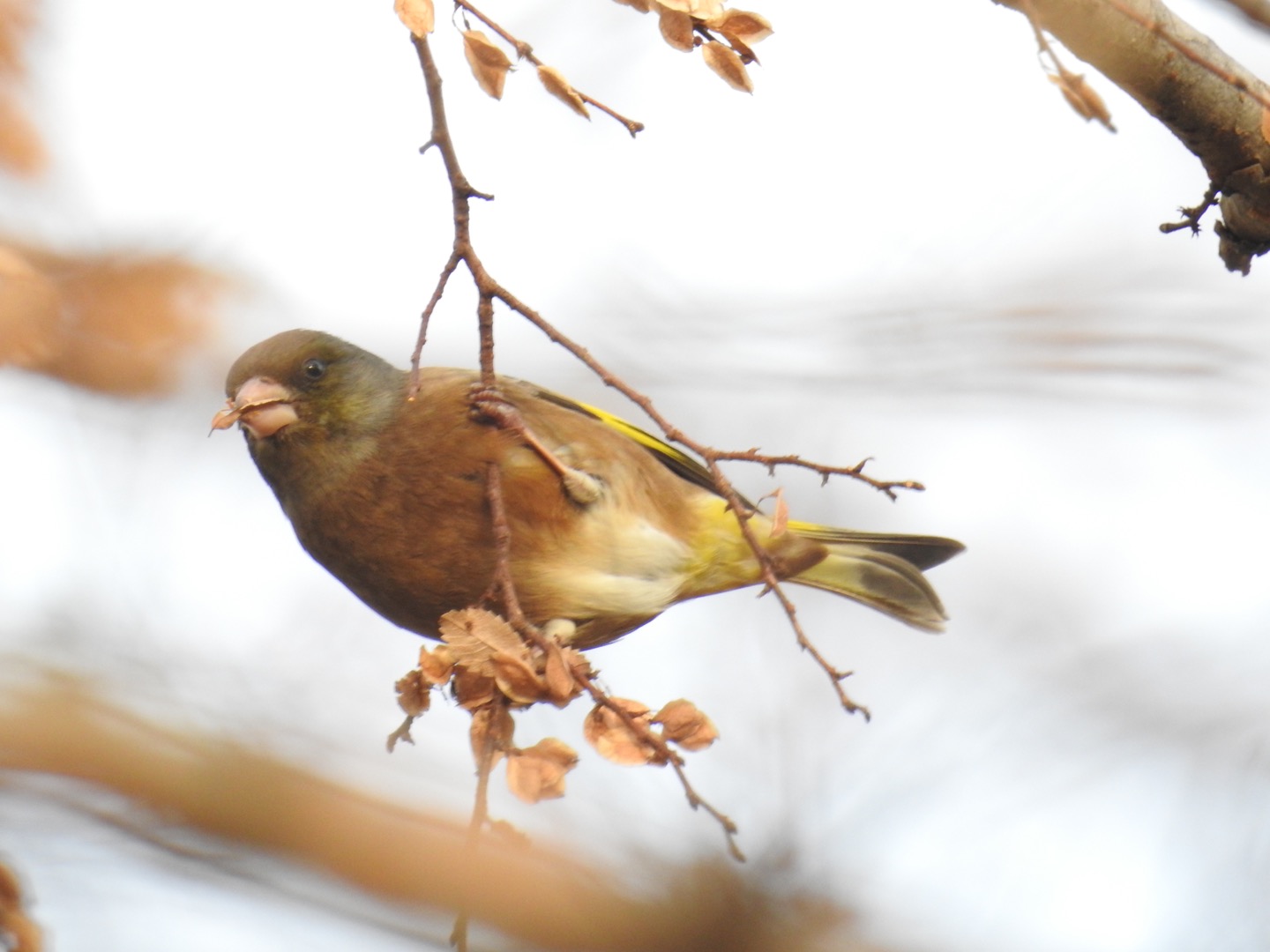 Photo of Grey-capped Greenfinch at Mizumoto Park by せっしー