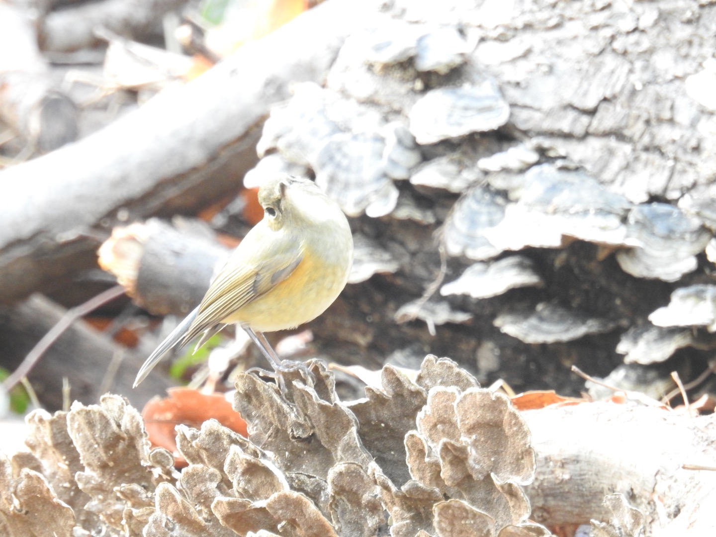 Photo of Red-flanked Bluetail at Mizumoto Park by せっしー