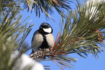 Japanese Tit 北海道 函館市 東山 Sun, 2/10/2019