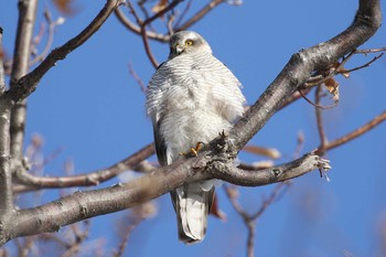Eurasian Sparrowhawk 北海道 函館市 東山 Sun, 2/10/2019