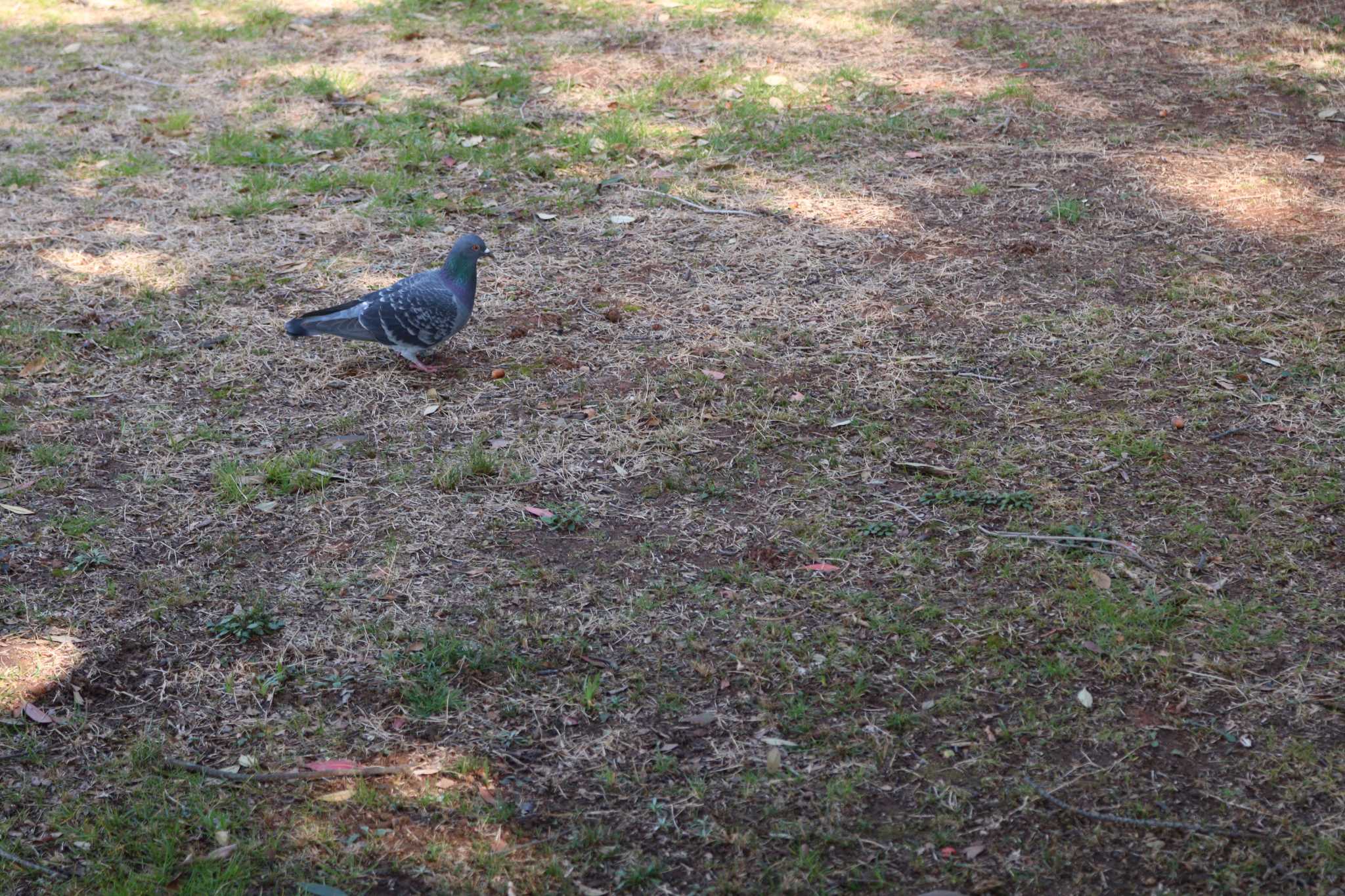 Photo of Rock Dove at  by 吊巣雀