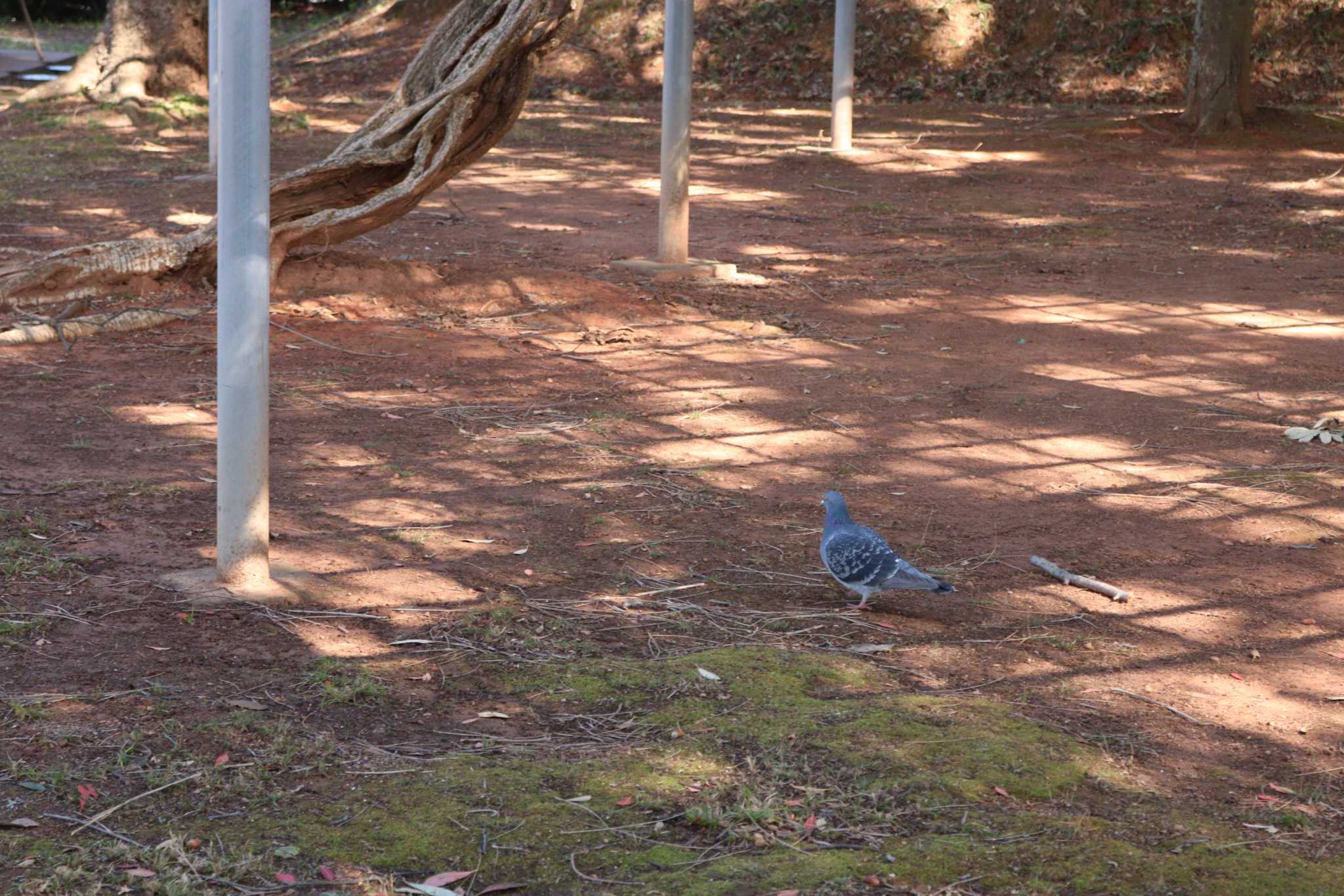 Photo of Rock Dove at  by 吊巣雀