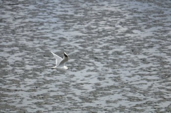 Saunders's Gull 曽根干潟(曾根干潟) Sun, 2/10/2019