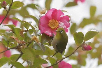 メジロ 滋賀県近江富士花緑公園 2019年2月10日(日)