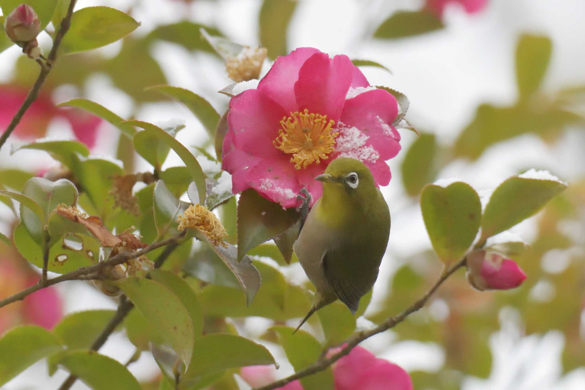 Photo of Warbling White-eye at 滋賀県近江富士花緑公園 by masatsubo