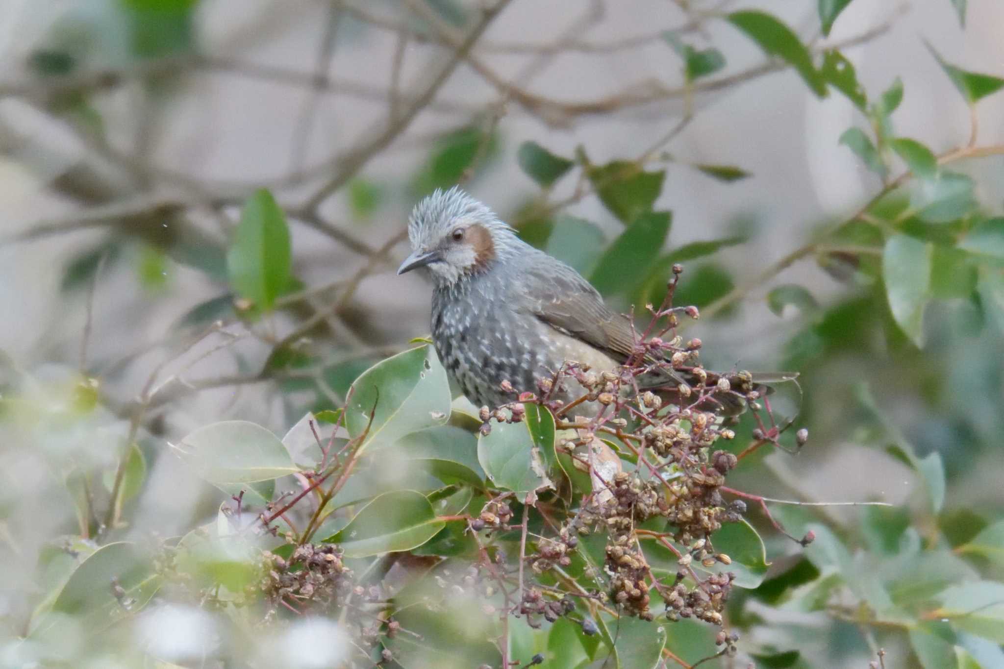 Brown-eared Bulbul