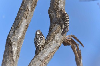 2019年2月10日(日) 滋賀県近江富士花緑公園の野鳥観察記録