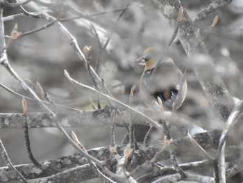 シメ 長野県　入笠山 2019年2月10日(日)