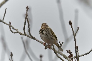 ビンズイ 滋賀県近江富士花緑公園 2019年2月10日(日)