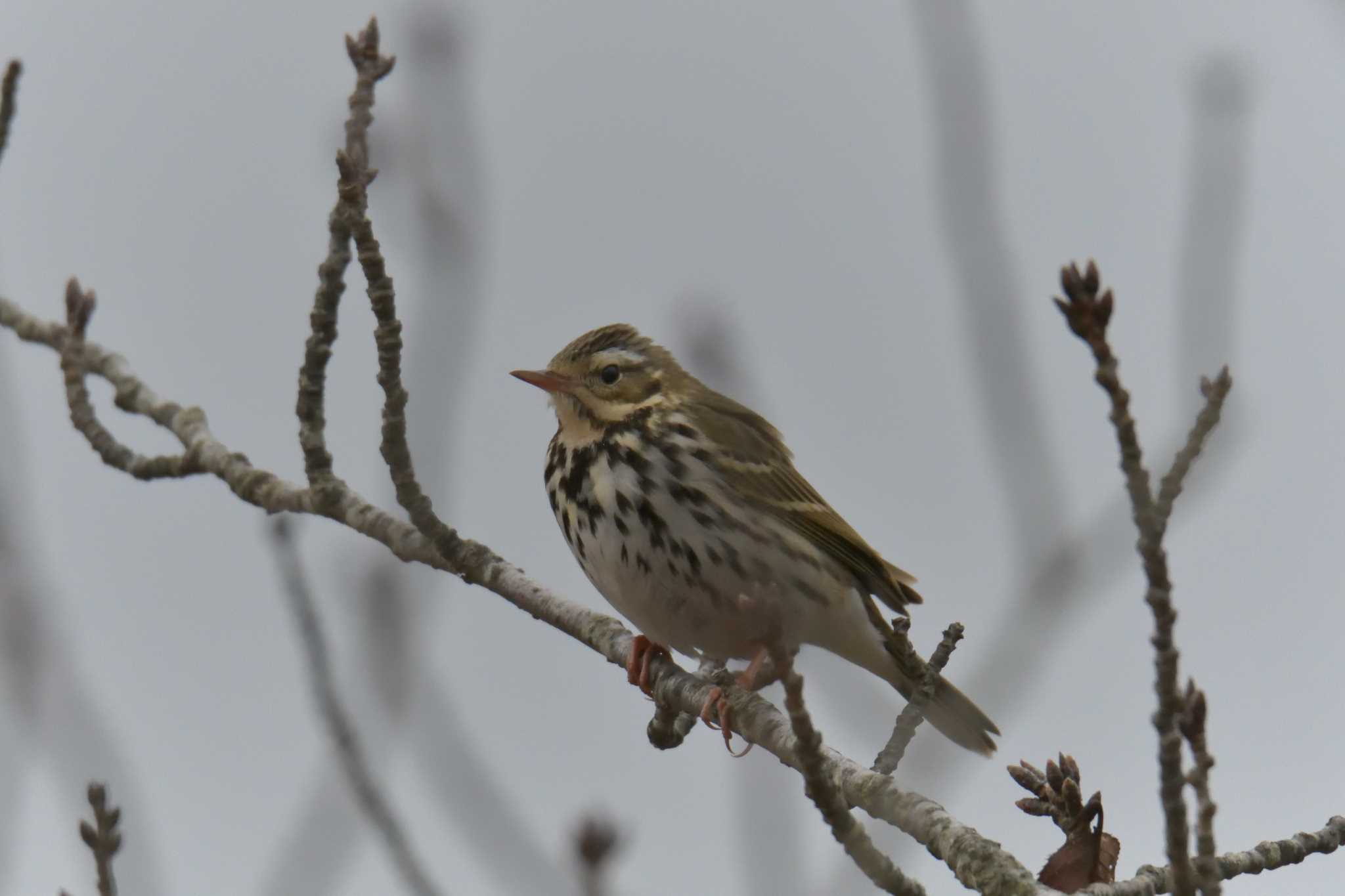 Olive-backed Pipit